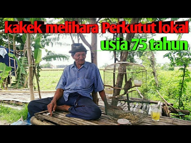 seorang kakek melihara Perkutut lokal 75 tahun usianya,,, slama 17 tahun di rawat class=