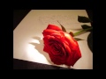 La Mafia Vida Yo Te Amo Wmv La Mafia Vida Yo Te Amo Wmv