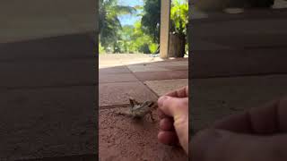 Curly Tailed Lizard Gets Hand-Fed Snack on Patio
