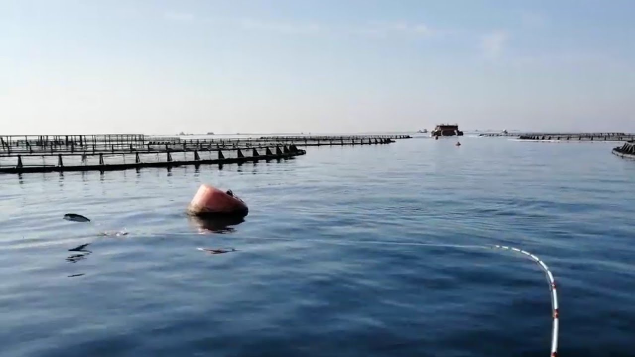 Bu lambukalar insanın rüyasına girer 🐟Sürüyle gezen, kaçan balıklar