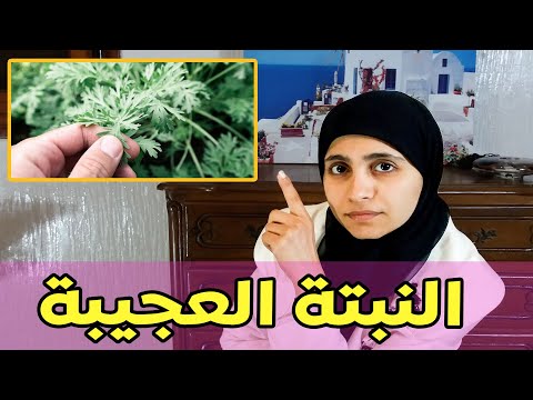 منافع وأضرار نبتة الشيح العلاجية لعدة مشاكل صحية وهل فعلا تعالج السرطان