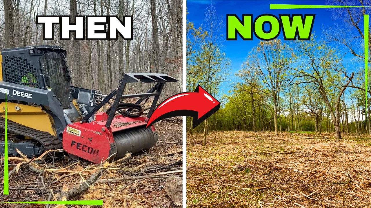 Clearing a Forest to Reconnect Wildlife—Here’s What Happened