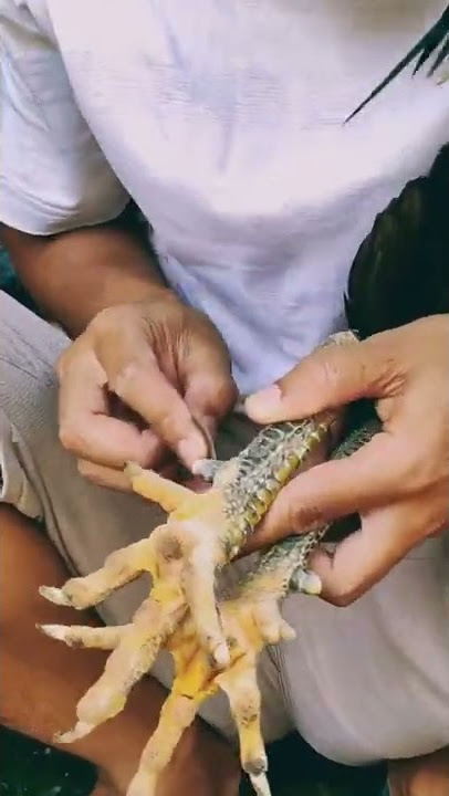 rawat jalu ayam anda bossque