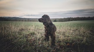 Pheasant Shooting - Beater's Day 2023 by Rico The Working Cocker Spaniel 4,428 views 1 year ago 14 minutes, 39 seconds