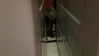 Cat Janetta Chooses the Hard Way Out by TheCatLife 5 views 3 years ago 2 minutes, 52 seconds
