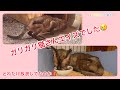 暑い暑い日、息の上がったガリガリの猫。すぐに保護しなきゃ!【保護猫】【エイズキャリア】