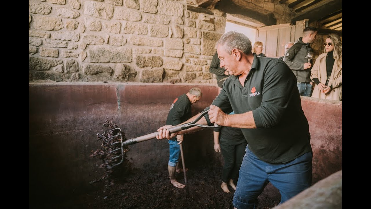 FIESTA DEL PISADO DE LA UVA - BODEGAS LECEA
