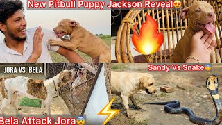 Pitbull Puppy Jackson Ko Reveal Kar Diyahot Blood Pitbull Puppy Bela Or Jora Ka Hua Panga
