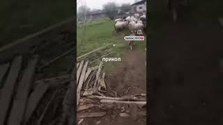 бяша жжет🤣🙈Подпишись, тут интересно😉#funnyvideo #юмор #ржунемогу #смех #барашек #жиза #топ #прикол
