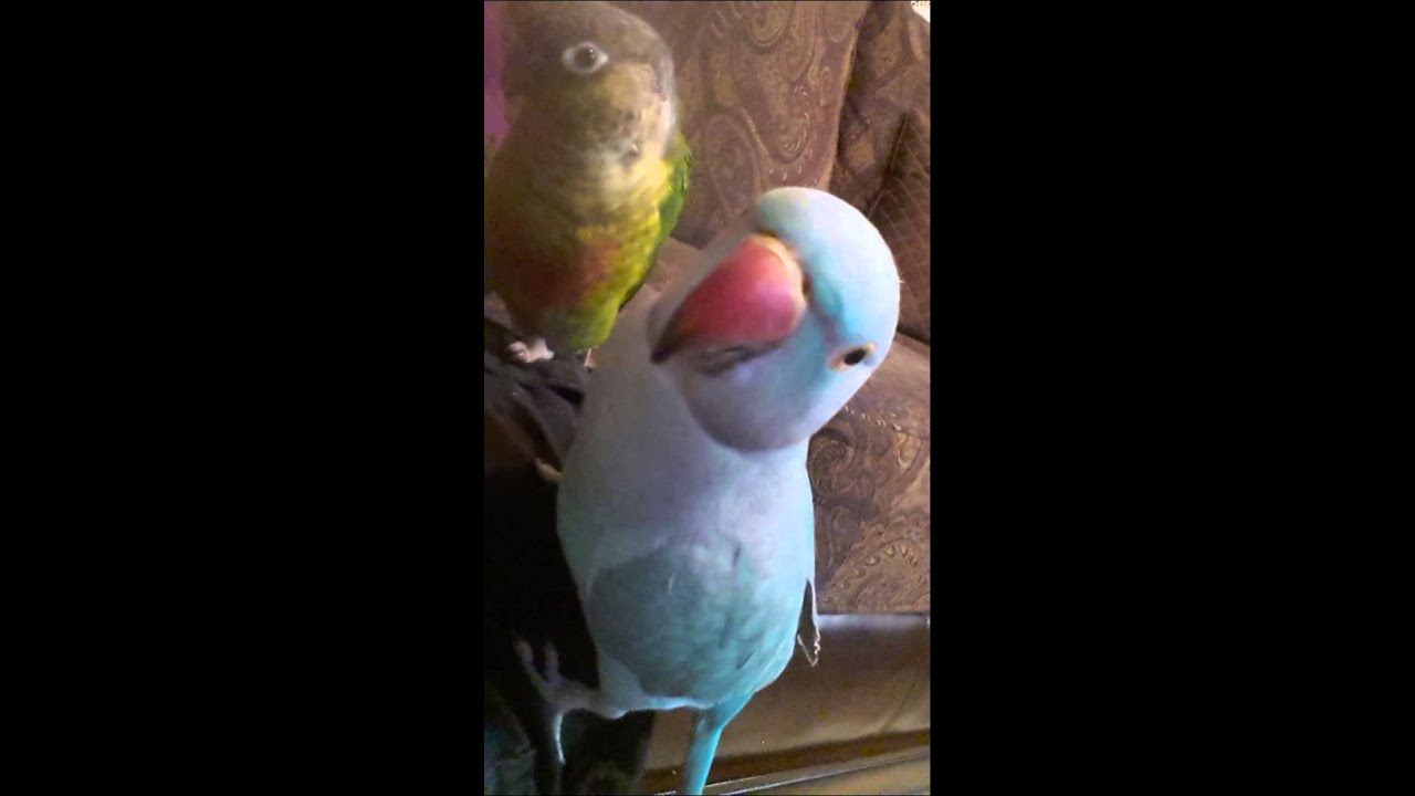 Jealous parrot wants kisses YouTube