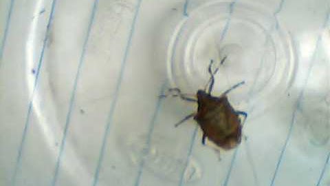 Brown Marmorated Stink Bug (Halyomorpha Halys)