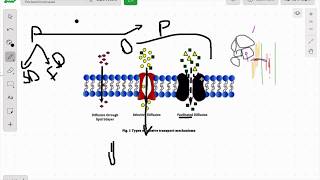 Transport Through Cell Membrane | Part 1