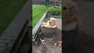 Quirky Dog's Unusual Plant Pot Preference Caught by Owner