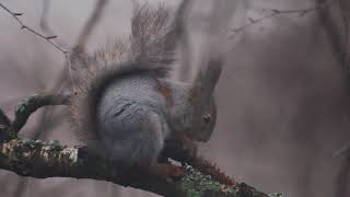 Random Squirrel video
