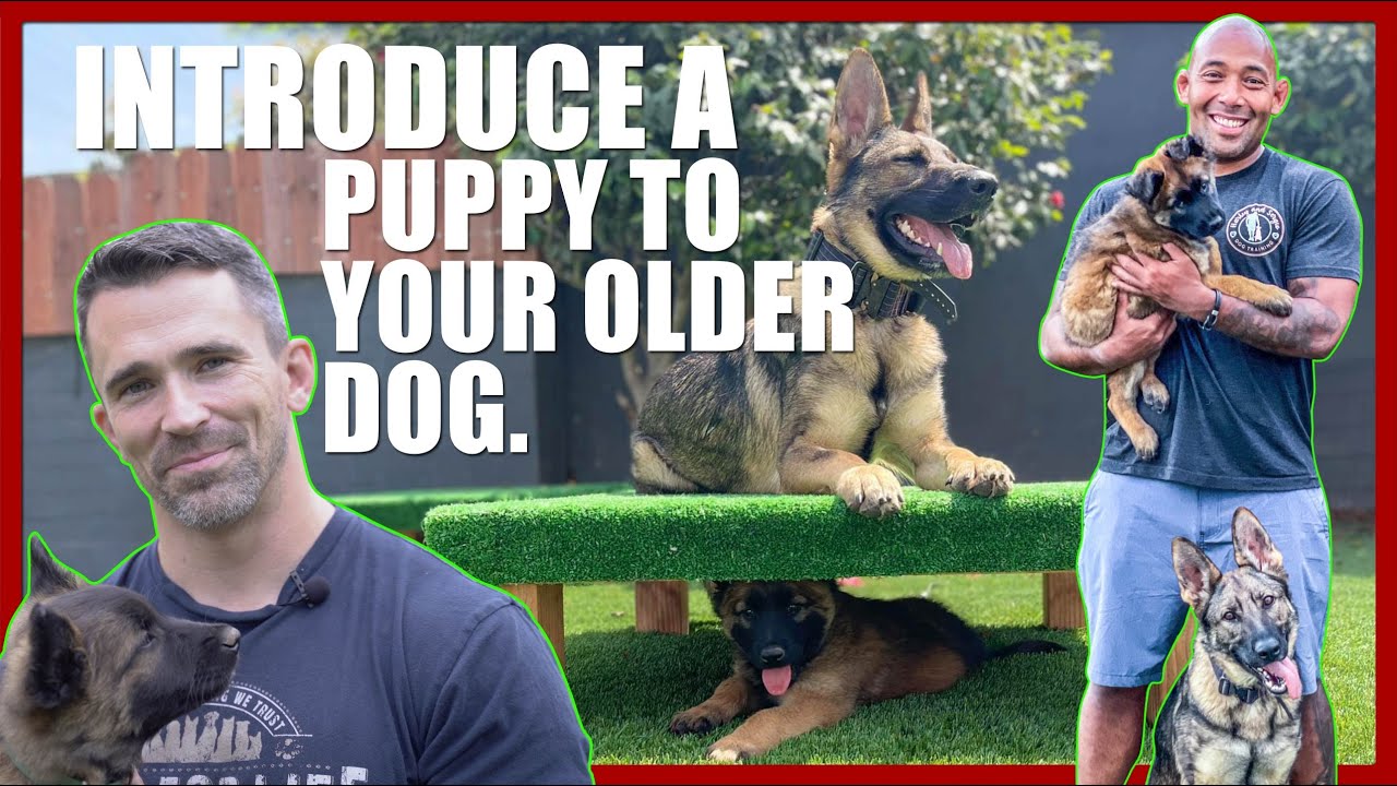 How To Introduce A Puppy To Your Older Dog.
