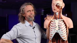 What lymph nodes does this organ drain to?