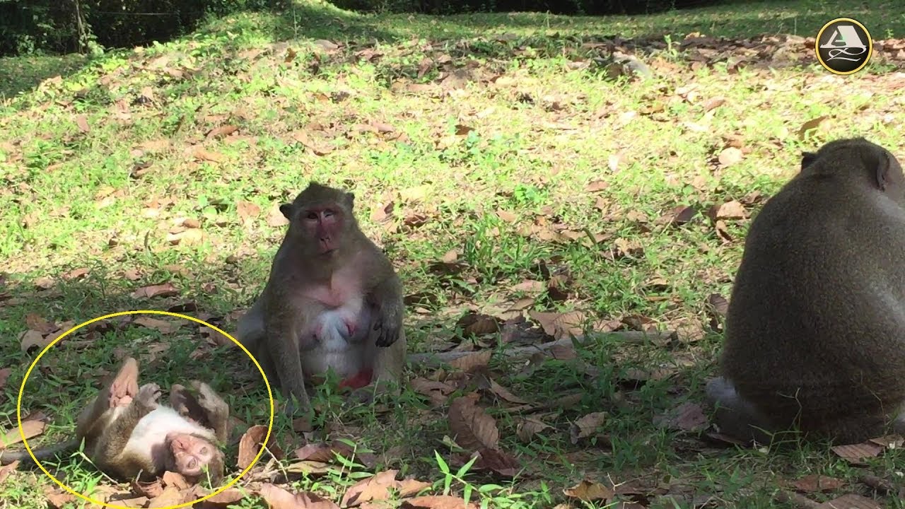 Sweetpea Is Old Enough But He Acts Like A Little Monkey - Crying Monkey