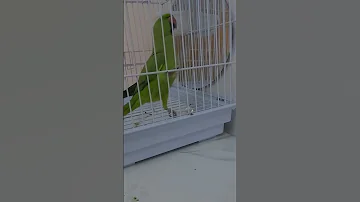 السلام عليكم طير الدرة 