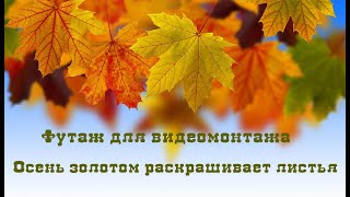 Осень золотом раскрашивает листья Натуральный футаж для видеомонтажа