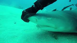 Lemon Shark Nose Rub