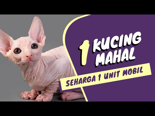 Harga Kucing Termahal - Bisa beli 1 unit mobil class=