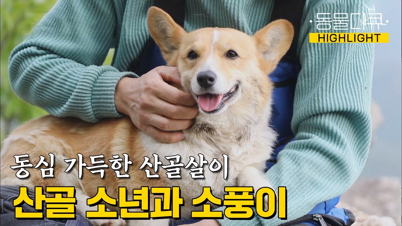 [동물극장 유튜브 오리지널] 키우시던 할아버지가 쓰러지고.. 기적적으로 나에게 온 강아지, 소풍이와 즐거운 산골살이🌿💚 | 동물극장 단짝 EP64 | KBS 230603 방송
