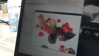 EuroPython beginners' day Splat a Cat game. screenshot 5