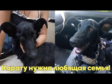 Видео: Roxy The Staffie намира дом завинаги след 8 години в приют за животни