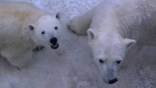 雪面で遊ぶホッキョクグマ親子~Polar Bears are playing on snow