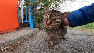 田んぼの畦道から野良猫がモフられに出てきた