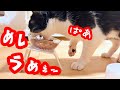 【保護猫】ご飯が嬉しくてフミフミぱあぱあが止まらなくなってしまった脱走猫