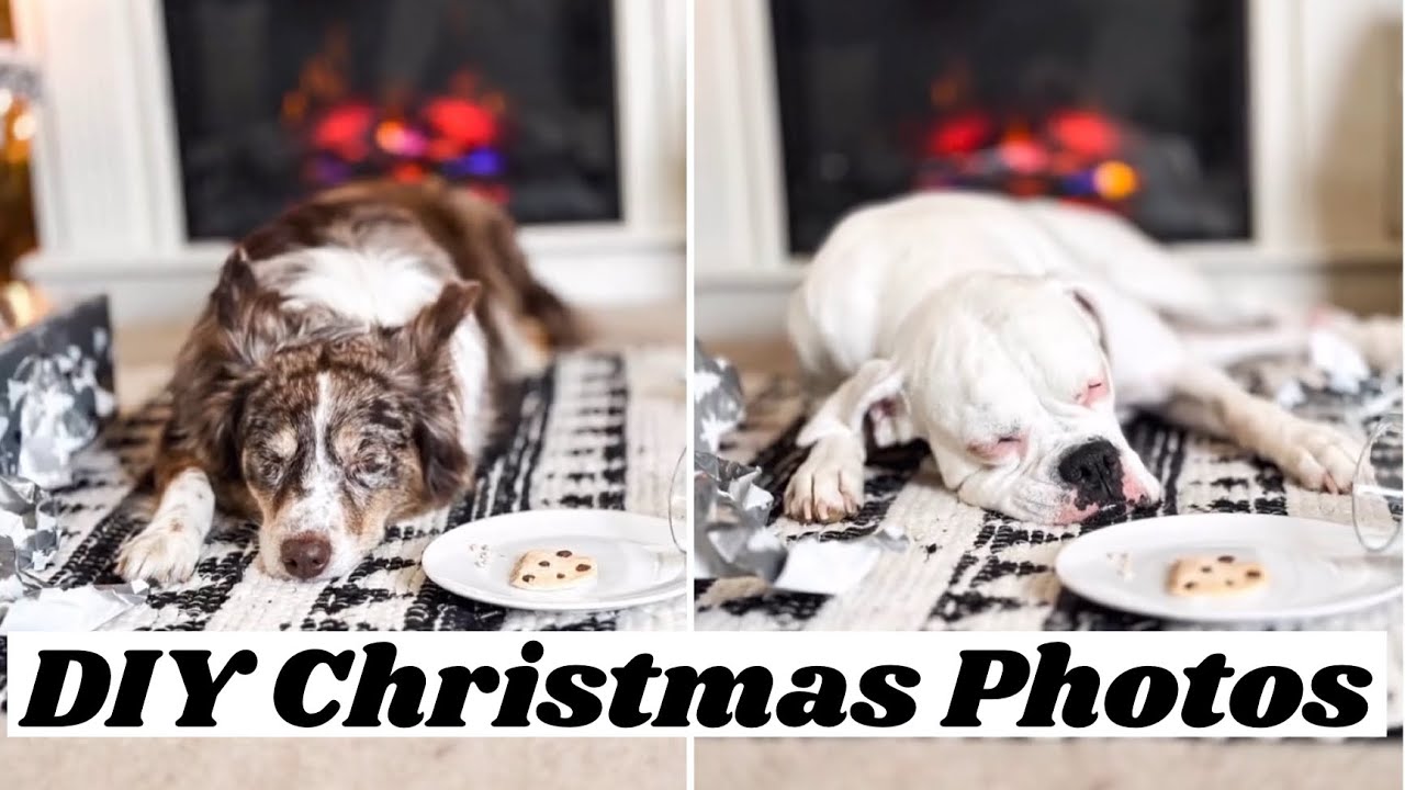 diy-christmas-photos-with-your-dog-youtube