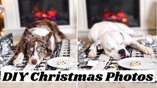 Diy Christmas Photos With Your Dog!