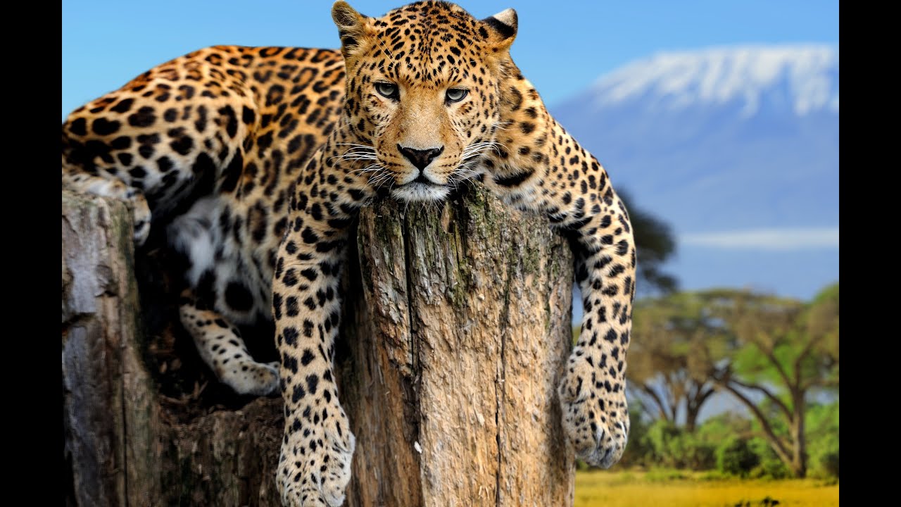Amazing and Unbelievable Facts About LEOPARDS - YouTube