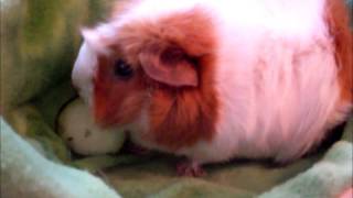 Chocolatecolors26 2,000 Subscribers Contest Entry