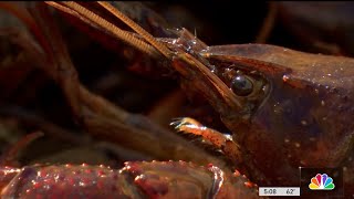 Crawfish prices are increasing due to supply shortages