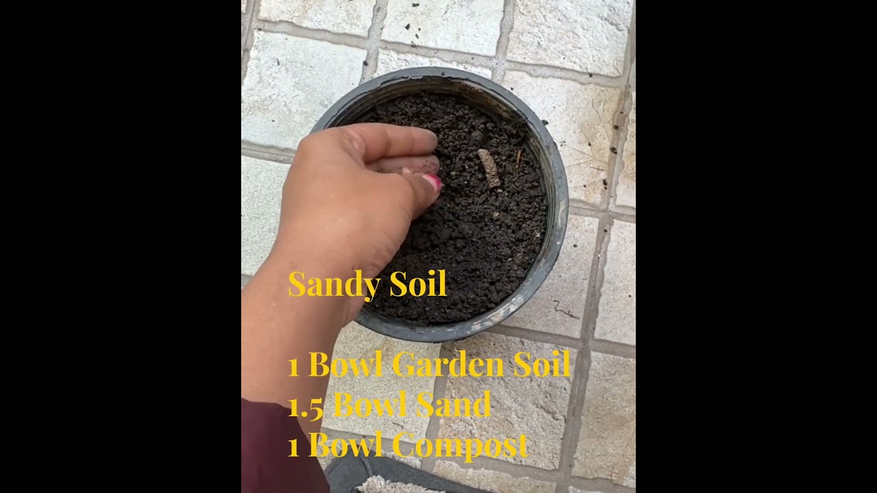 How to Pot Achimenes Bulbs of Different Colours 🌈 | Easy Flowering Bulb Potting Tutorial 