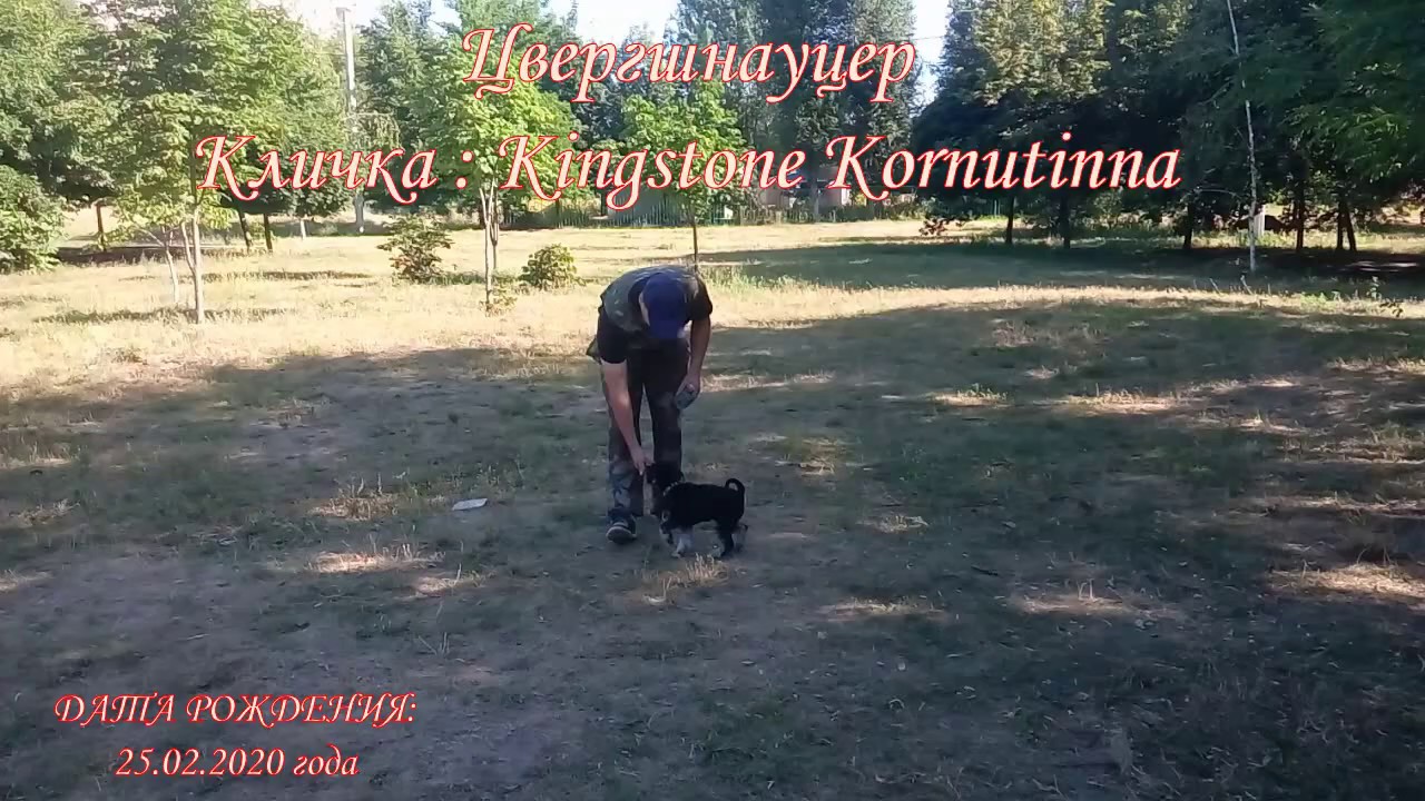 Дрессировка Цвергшнауцера. Возраст 4,5 месяца. - YouTube