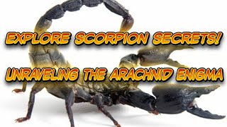 Scorpion Chronicles: Unveiling the Enigmatic Arachnid World!