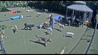 Dog Webcam Livestream - Dogs Playing #livestream #dogs Doggie Daycare Dog TV Pet Screensaver LIVE screenshot 2