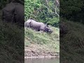 Nepal Rhino Chitwan National Park