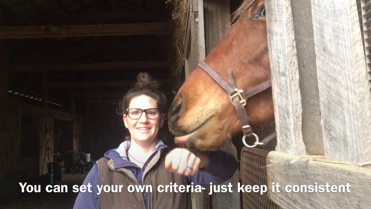 Clicker training food aggressive Horse To Not Bite Nip