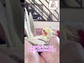 超レアなオカメインコのニギコロ