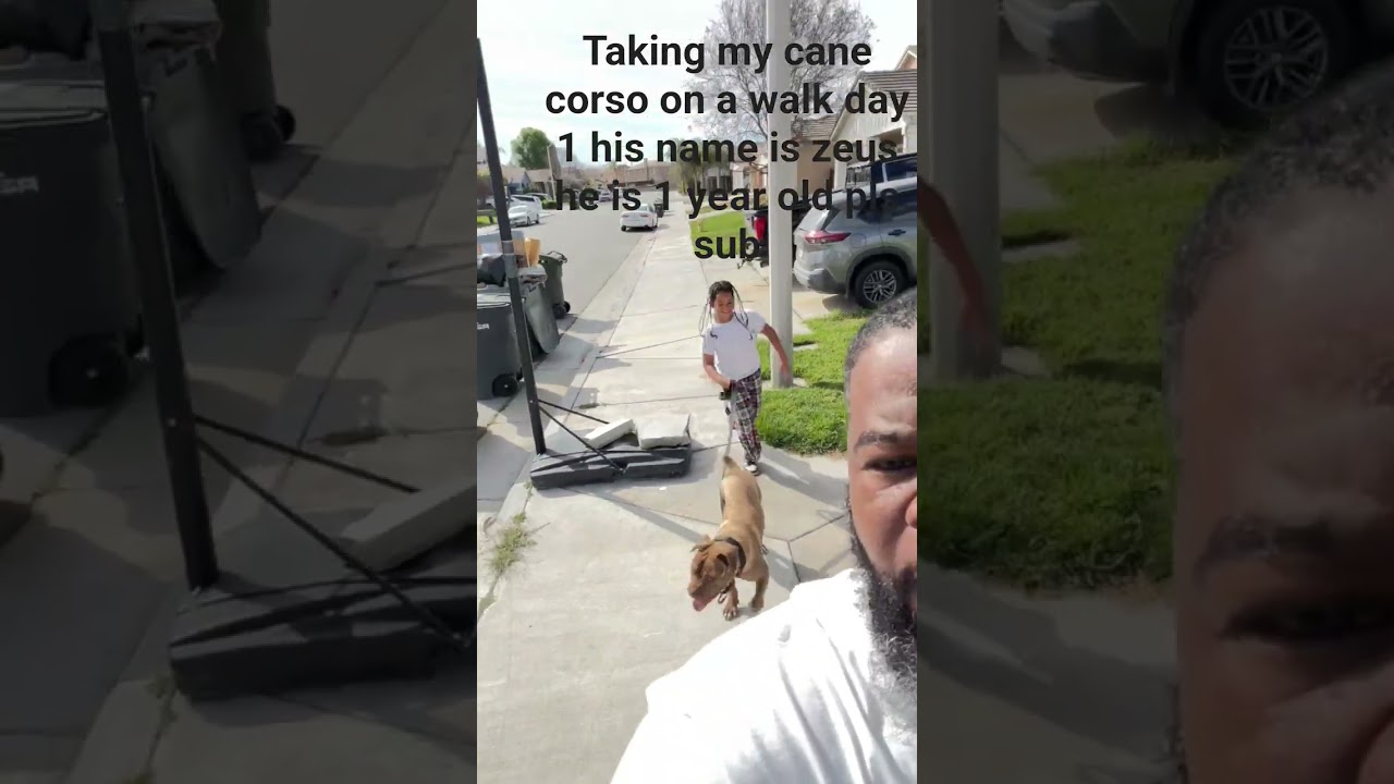 day 1 on talking a walk with my cane corso pup
