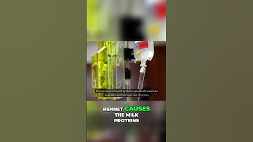 The Science Behind Cheese Making  From Milk to Curds and Whey #howitsmade #cheesemaking