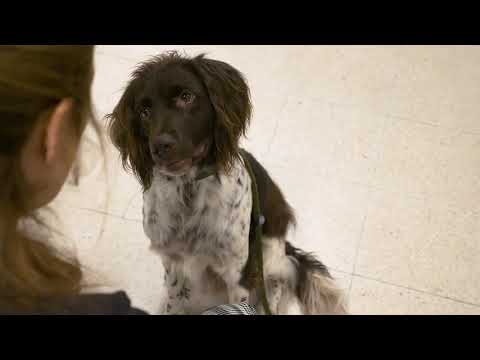 Video: Het maken van een therapiehond