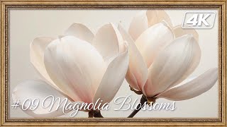 Timeless Florals #10 | Magnolia Blossoms (Oil Painting) | 4K Art Wallpaper | 2 Hours screenshot 5
