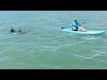 Paddle Boarding with Dolphins / С дельфинами на сап-доске