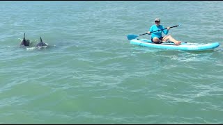 Paddle Boarding with Dolphins / С дельфинами на сап-доске