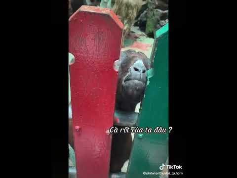 Video Bắt gặp sinh viên Thủy Lợi trong Thảo cầm Viên - YouTube
